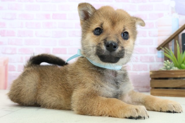 岡山県の豆柴 (Coo&RIKU岡山店/2025年10月31日生まれ/男の子/赤)の子犬の2枚目の画像