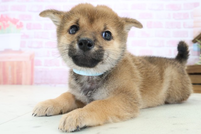 岡山県の豆柴 (Coo&RIKU岡山店/2025年10月31日生まれ/男の子/赤)の子犬の3枚目の画像