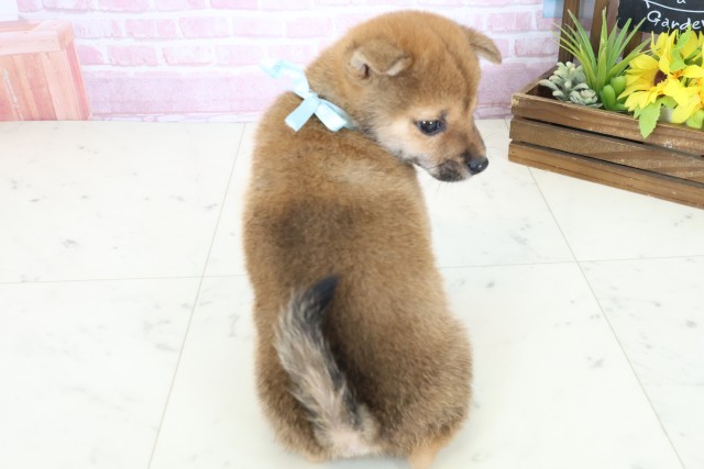 岡山県の豆柴 (Coo&RIKU岡山店/2025年10月31日生まれ/男の子/赤)の子犬の4枚目の画像