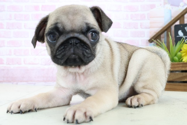 広島県のパグ (Coo&RIKUゆめタウン大竹店/2025年11月2日生まれ/女の子/フォーン)の子犬の3枚目の画像