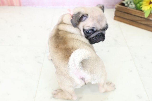 広島県のパグ (Coo&RIKUゆめタウン大竹店/2025年11月2日生まれ/女の子/フォーン)の子犬の4枚目の画像