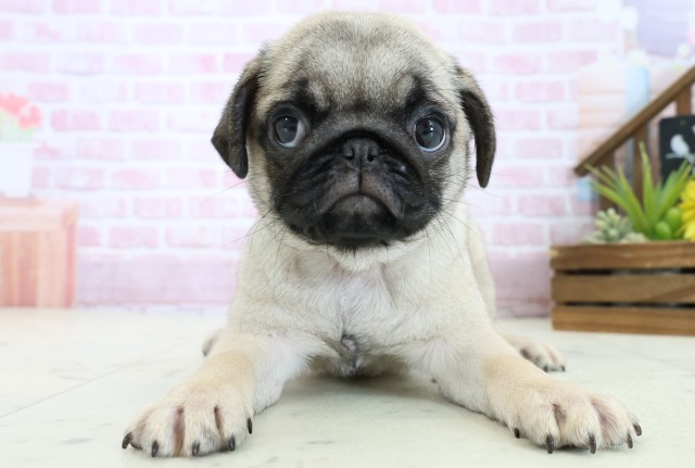 高知県のパグ (Coo&RIKU高知御座店/2025年11月2日生まれ/女の子/フォーン)の子犬の1枚目の画像