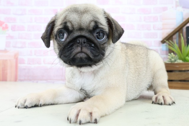 高知県のパグ (Coo&RIKU高知御座店/2025年11月2日生まれ/女の子/フォーン)の子犬の3枚目の画像