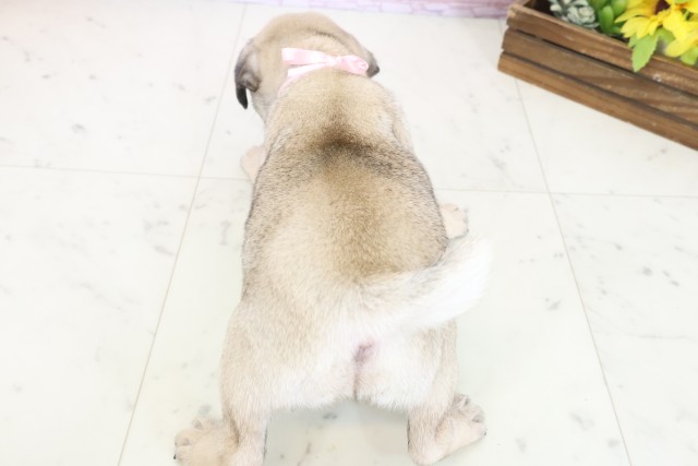 高知県のパグ (Coo&RIKU高知御座店/2025年11月2日生まれ/女の子/フォーン)の子犬の4枚目の画像