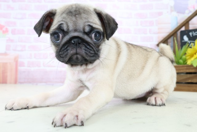 愛媛県のパグ (Coo&RIKU愛媛松山店/2025年11月2日生まれ/女の子/フォーン)の子犬の3枚目の画像