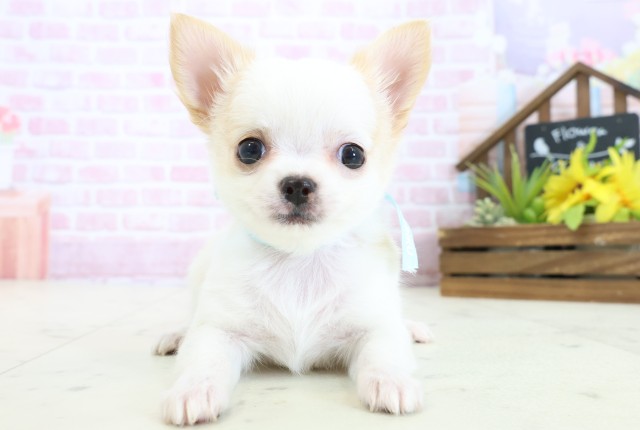 福岡県のチワワ(ロング) (Coo&RIKU福岡西店/2025年11月2日生まれ/男の子/ホワイトクリーム)の子犬の1枚目の画像