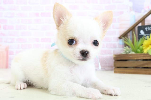 福岡県のチワワ(ロング) (Coo&RIKU福岡西店/2025年11月2日生まれ/男の子/ホワイトクリーム)の子犬の2枚目の画像