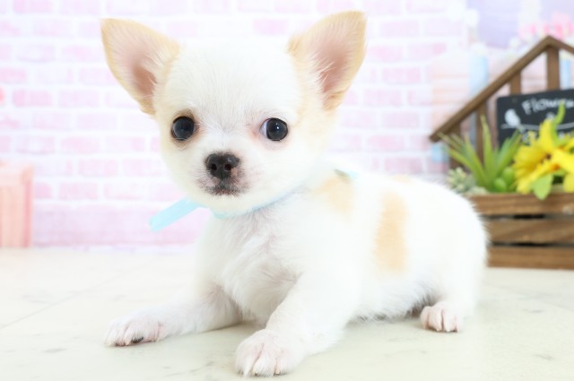 福岡県のチワワ(ロング) (Coo&RIKU福岡西店/2025年11月2日生まれ/男の子/ホワイトクリーム)の子犬の3枚目の画像