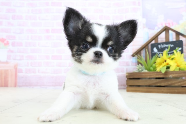 熊本県のチワワ(ロング) (Coo&RIKUイオンモール宇城店/2025年11月2日生まれ/男の子/ブラックタンホワイト)の子犬の1枚目の画像