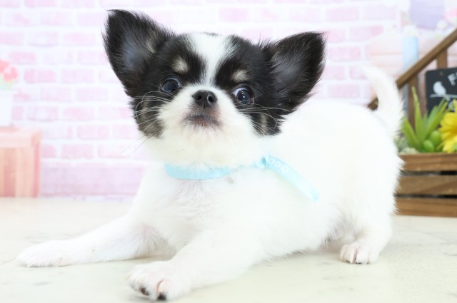 熊本県のチワワ(ロング) (Coo&RIKUイオンモール宇城店/2025年11月2日生まれ/男の子/ブラックタンホワイト)の子犬の3枚目の画像