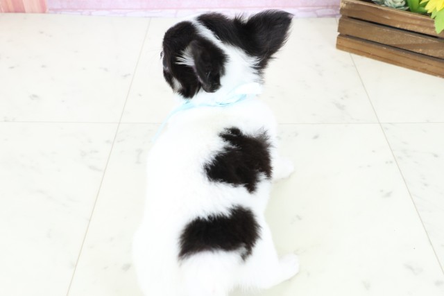 熊本県のチワワ(ロング) (Coo&RIKUイオンモール宇城店/2025年11月2日生まれ/男の子/ブラックタンホワイト)の子犬の4枚目の画像