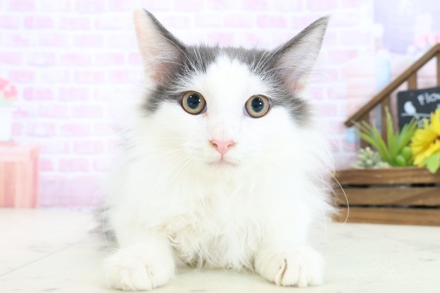 広島県のノルウェージャンフォレストキャット (Coo&RIKU福山店/2025年8月20日生まれ/男の子/ブルーホワイト)の子猫の1枚目の画像