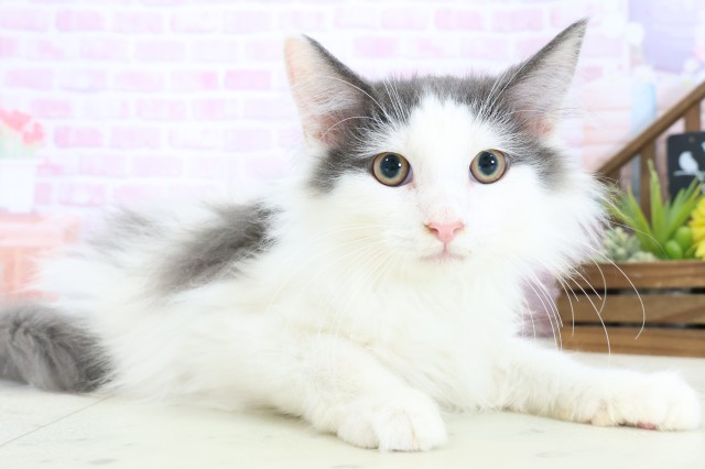 広島県のノルウェージャンフォレストキャット (Coo&RIKU福山店/2025年8月20日生まれ/男の子/ブルーホワイト)の子猫の2枚目の画像