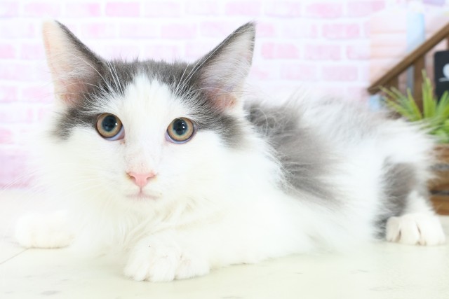 広島県のノルウェージャンフォレストキャット (Coo&RIKU福山店/2025年8月20日生まれ/男の子/ブルーホワイト)の子猫の3枚目の画像