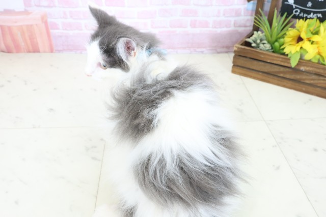 広島県のノルウェージャンフォレストキャット (Coo&RIKU福山店/2025年8月20日生まれ/男の子/ブルーホワイト)の子猫の4枚目の画像