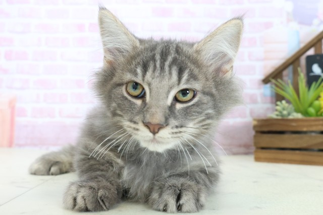 広島県のノルウェージャンフォレストキャット (Coo&RIKUゆめタウン大竹店/2025年8月20日生まれ/男の子/ブルータビー)の子猫の1枚目の画像