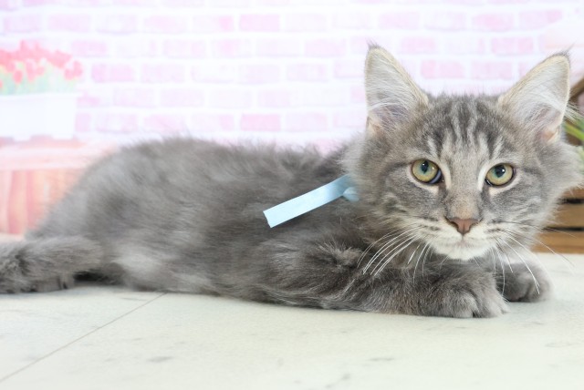 広島県のノルウェージャンフォレストキャット (Coo&RIKUゆめタウン大竹店/2025年8月20日生まれ/男の子/ブルータビー)の子猫の2枚目の画像