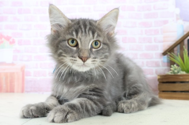 広島県のノルウェージャンフォレストキャット (Coo&RIKUゆめタウン大竹店/2025年8月20日生まれ/男の子/ブルータビー)の子猫の3枚目の画像