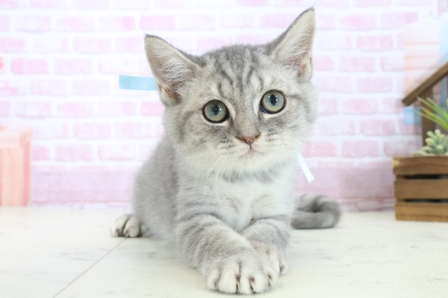 高知県のマンチカン (Coo&RIKU高知御座店/2025年9月9日生まれ/男の子/ブルータビー)の子猫の1枚目の画像