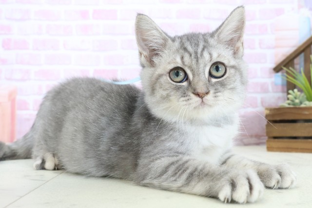 高知県のマンチカン (Coo&RIKU高知御座店/2025年9月9日生まれ/男の子/ブルータビー)の子猫の2枚目の画像