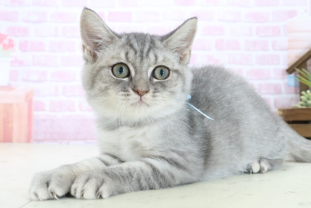 高知県のマンチカン (Coo&RIKU高知御座店/2025年9月9日生まれ/男の子/ブルータビー)の子猫の3枚目の画像