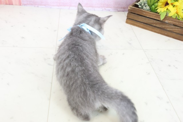 高知県のマンチカン (Coo&RIKU高知御座店/2025年9月9日生まれ/男の子/ブルータビー)の子猫の4枚目の画像
