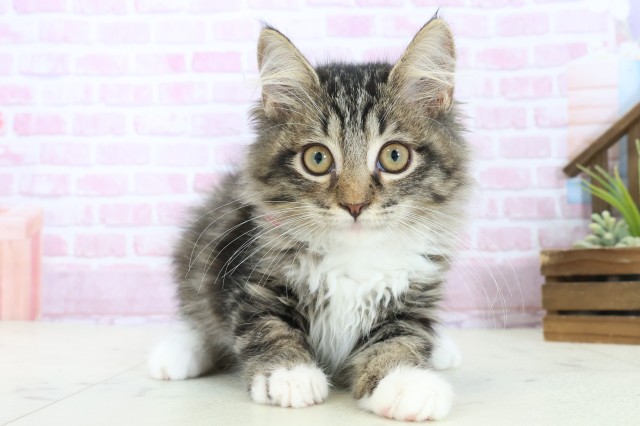 広島県のサイベリアン (Coo&RIKU東広島店/2025年9月19日生まれ/女の子/ブラウンタビーホワイト)の子猫の1枚目の画像