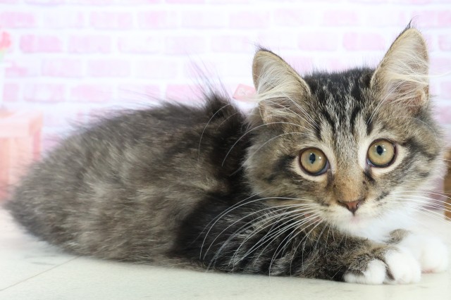 広島県のサイベリアン (Coo&RIKU東広島店/2025年9月19日生まれ/女の子/ブラウンタビーホワイト)の子猫の2枚目の画像