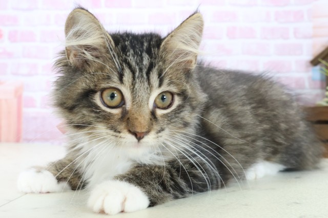 広島県のサイベリアン (Coo&RIKU東広島店/2025年9月19日生まれ/女の子/ブラウンタビーホワイト)の子猫の3枚目の画像