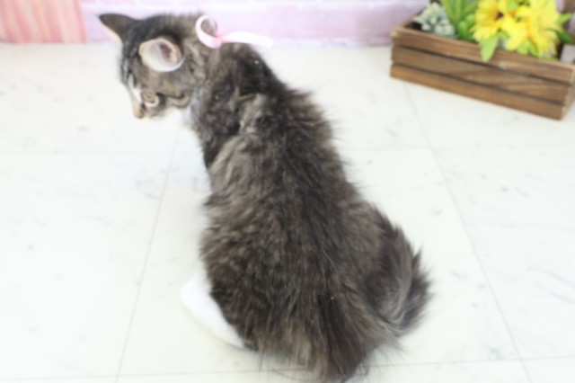 広島県のサイベリアン (Coo&RIKU東広島店/2025年9月19日生まれ/女の子/ブラウンタビーホワイト)の子猫の4枚目の画像