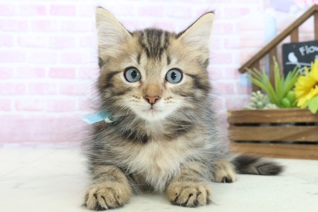 広島県のサイベリアン (Coo&RIKU広島中央店/2025年10月12日生まれ/男の子/ブラウンタビー)の子猫の1枚目の画像