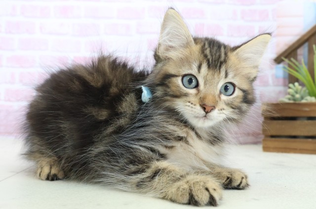 広島県のサイベリアン (Coo&RIKU広島中央店/2025年10月12日生まれ/男の子/ブラウンタビー)の子猫の2枚目の画像