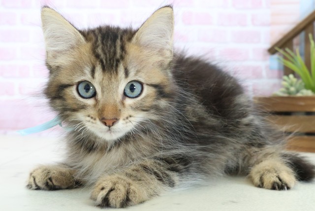 広島県のサイベリアン (Coo&RIKU広島中央店/2025年10月12日生まれ/男の子/ブラウンタビー)の子猫の3枚目の画像