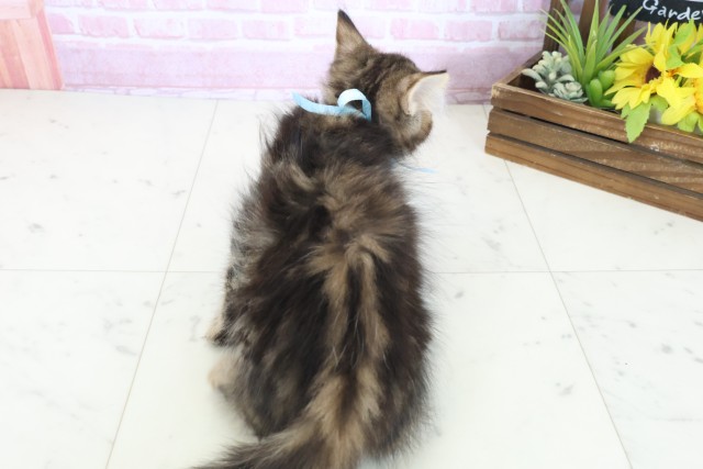 広島県のサイベリアン (Coo&RIKU広島中央店/2025年10月12日生まれ/男の子/ブラウンタビー)の子猫の4枚目の画像