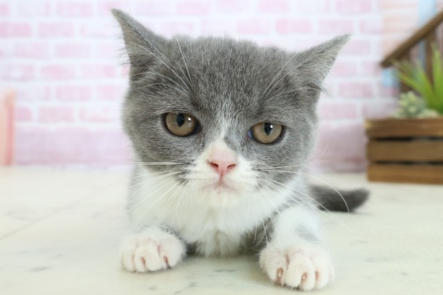 福岡県のブリティッシュショートヘアー (Coo&RIKU福岡古賀店/2025年10月1日生まれ/女の子/ブルーホワイト)の子猫の1枚目の画像