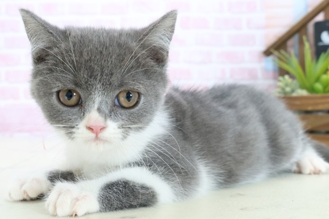 福岡県のブリティッシュショートヘアー (Coo&RIKU福岡古賀店/2025年10月1日生まれ/女の子/ブルーホワイト)の子猫の3枚目の画像