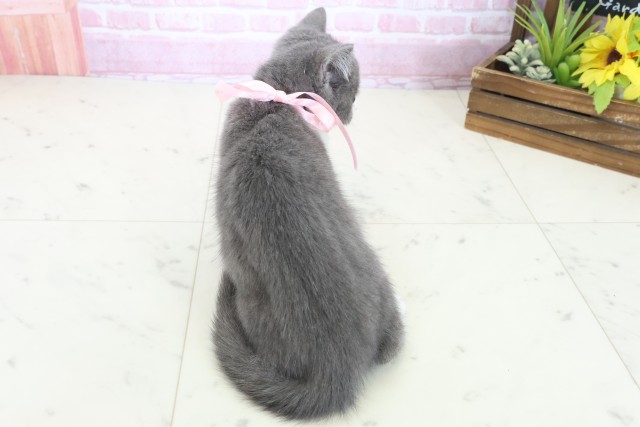 福岡県のブリティッシュショートヘアー (Coo&RIKU福岡古賀店/2025年10月1日生まれ/女の子/ブルーホワイト)の子猫の4枚目の画像