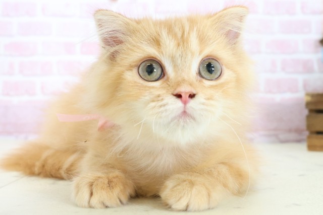 鹿児島県のフォールデックス (Coo&RIKU鹿児島店/2025年9月7日生まれ/女の子/レッドタビー)の子猫の1枚目の画像