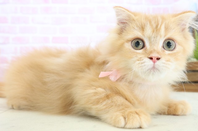 鹿児島県のフォールデックス (Coo&RIKU鹿児島店/2025年9月7日生まれ/女の子/レッドタビー)の子猫の2枚目の画像