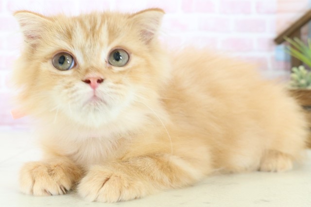 鹿児島県のフォールデックス (Coo&RIKU鹿児島店/2025年9月7日生まれ/女の子/レッドタビー)の子猫の3枚目の画像