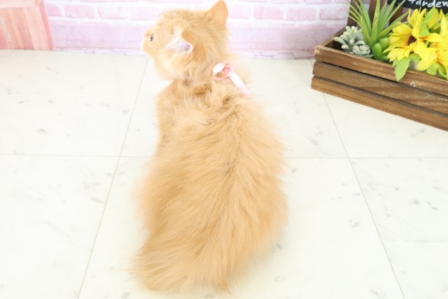 鹿児島県のフォールデックス (Coo&RIKU鹿児島店/2025年9月7日生まれ/女の子/レッドタビー)の子猫の4枚目の画像