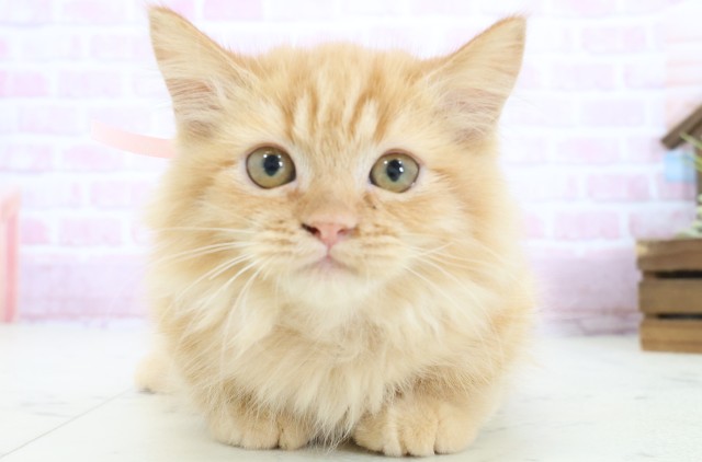 福岡県のミヌエット (Coo&RIKU黒崎店/2025年9月26日生まれ/女の子/レッドタビー)の子猫の1枚目の画像