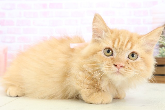 福岡県のミヌエット (Coo&RIKU黒崎店/2025年9月26日生まれ/女の子/レッドタビー)の子猫の2枚目の画像