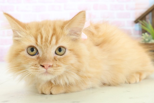 福岡県のミヌエット (Coo&RIKU黒崎店/2025年9月26日生まれ/女の子/レッドタビー)の子猫の3枚目の画像