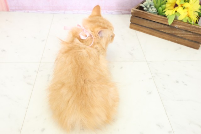 福岡県のミヌエット (Coo&RIKU黒崎店/2025年9月26日生まれ/女の子/レッドタビー)の子猫の4枚目の画像