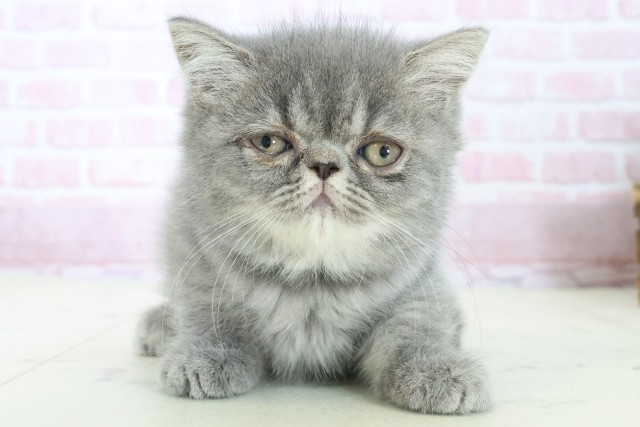 大分県のエキゾチック (Coo&RIKU大分店/2025年10月23日生まれ/男の子/ブルータビー)の子猫の1枚目の画像