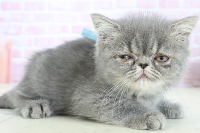 大分県のエキゾチック (Coo&RIKU大分店/2025年10月23日生まれ/男の子/ブルータビー)の子猫の2枚目の画像