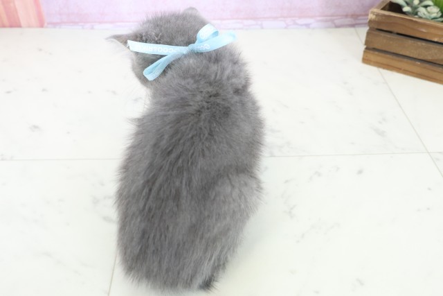 大分県のエキゾチック (Coo&RIKU大分店/2025年10月23日生まれ/男の子/ブルータビー)の子猫の4枚目の画像