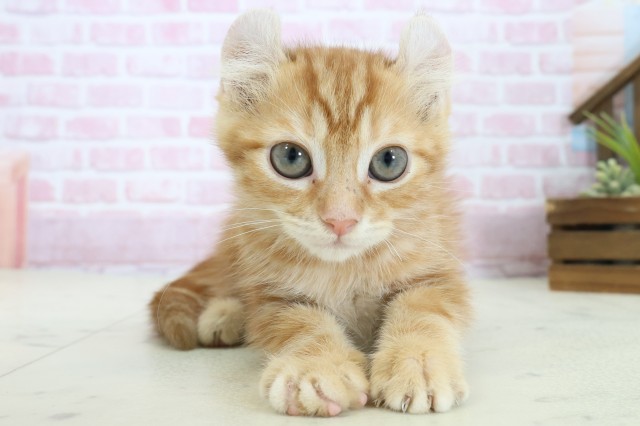 沖縄県のアメリカンカール (Coo&RIKUイーアス沖縄豊崎店/2025年9月26日生まれ/男の子/レッドタビー)の子猫の1枚目の画像