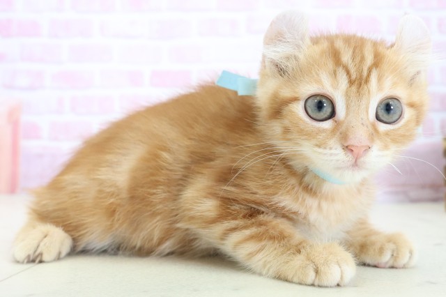 沖縄県のアメリカンカール (Coo&RIKUイーアス沖縄豊崎店/2025年9月26日生まれ/男の子/レッドタビー)の子猫の2枚目の画像